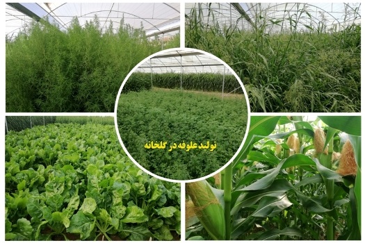 تولید 5 تا 6 برابری علوفه در مقایسه با مزرعه در گلخانه‌های رها شده به دلیل شوری آب