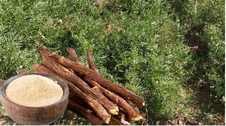 افزایش 27 درصدی ماده مؤثره گیاه دارویی شیرین بیان با استفاده از آب شور