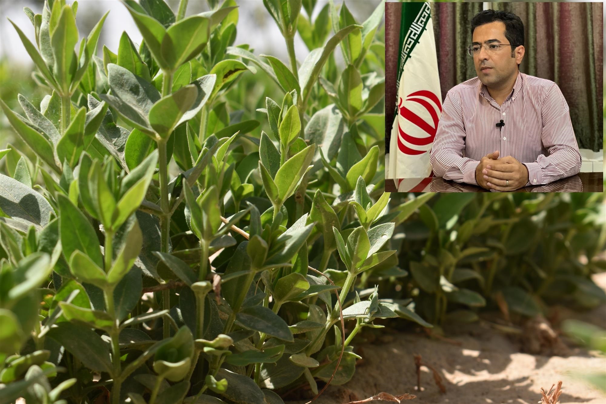 مدیریت به‌زراعی عملكرد روناس را تا دو برابر افزایش می‌دهد